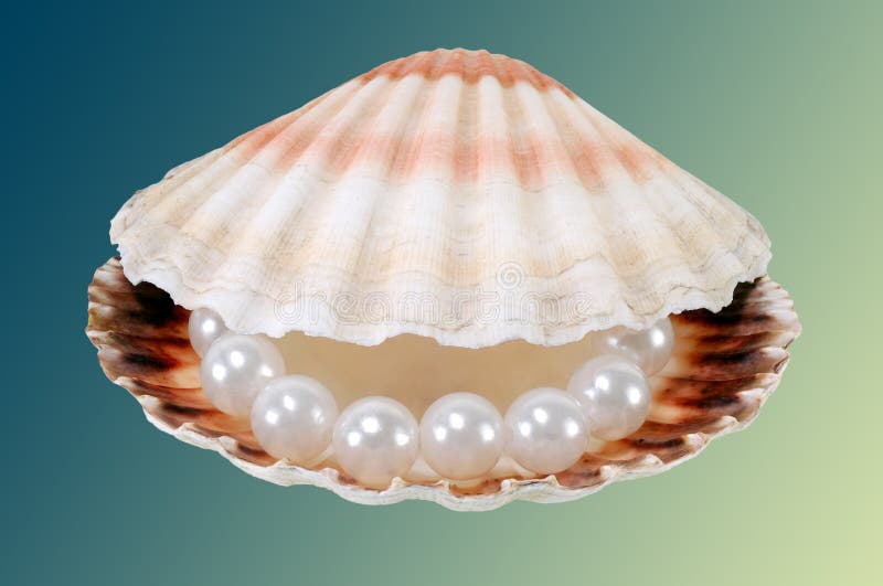 Sea Shell with Pearls and a Rose Stock Photo Image of clamshell
