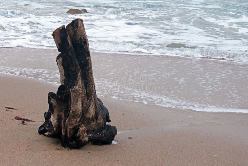 LARGE PIECE of DRIFTWOOD on the BEACH Stock Photo Image of shore