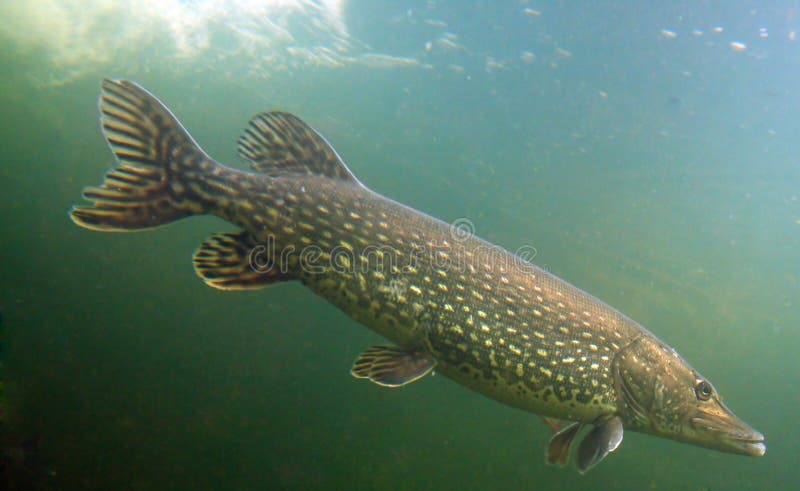 Underwater Photo Big Pike (Esox Lucius) in Bolevak Pond - famous anglig and diving place - Pilsen City Czech Republic Europe