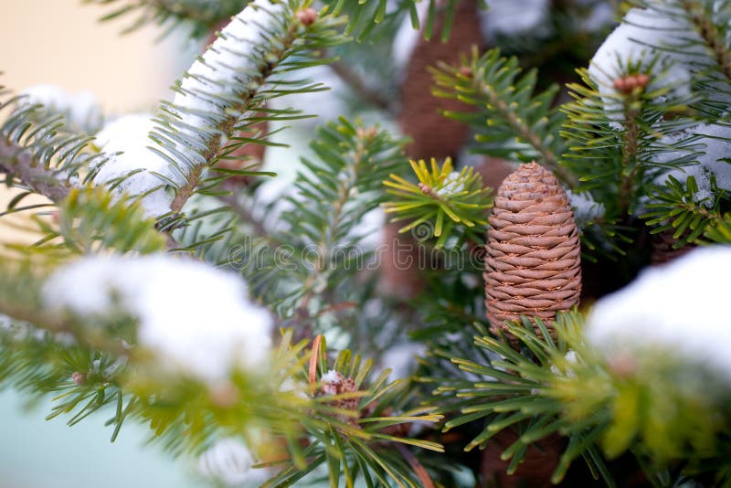 Big Pine Cone