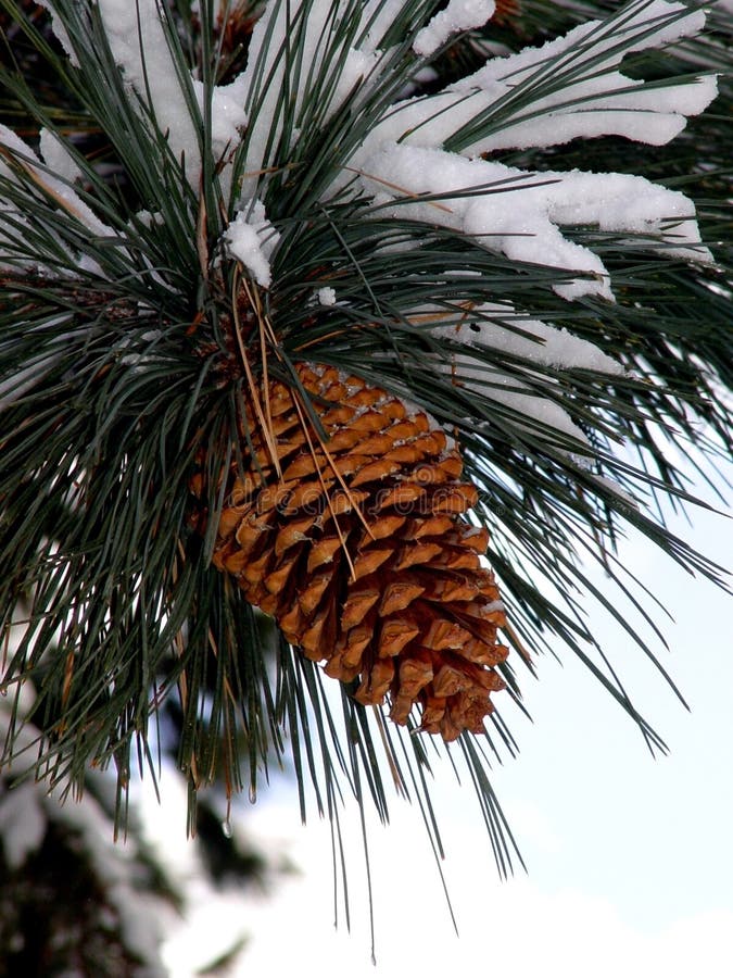 Big Pine Cone stock photography
