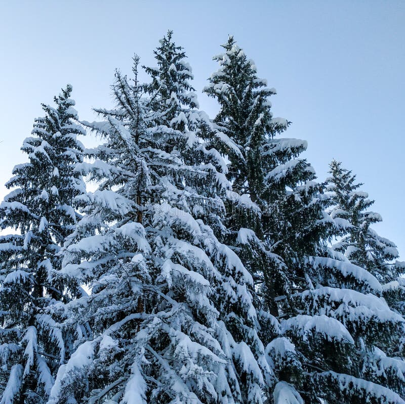 Big pine evergreen trees covered in heavy white snow during winter holiday season on a cold day in nature hiking. Cold day stock images Big pine evergreen trees covered in heavy white snow during winter holiday season on a cold day in nature hiking. Cold day stock images