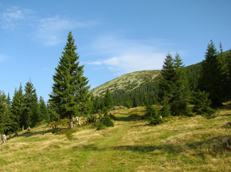 Big pine tree at mountain meadow stock photo Big pine tree at mountain meadow stock photo