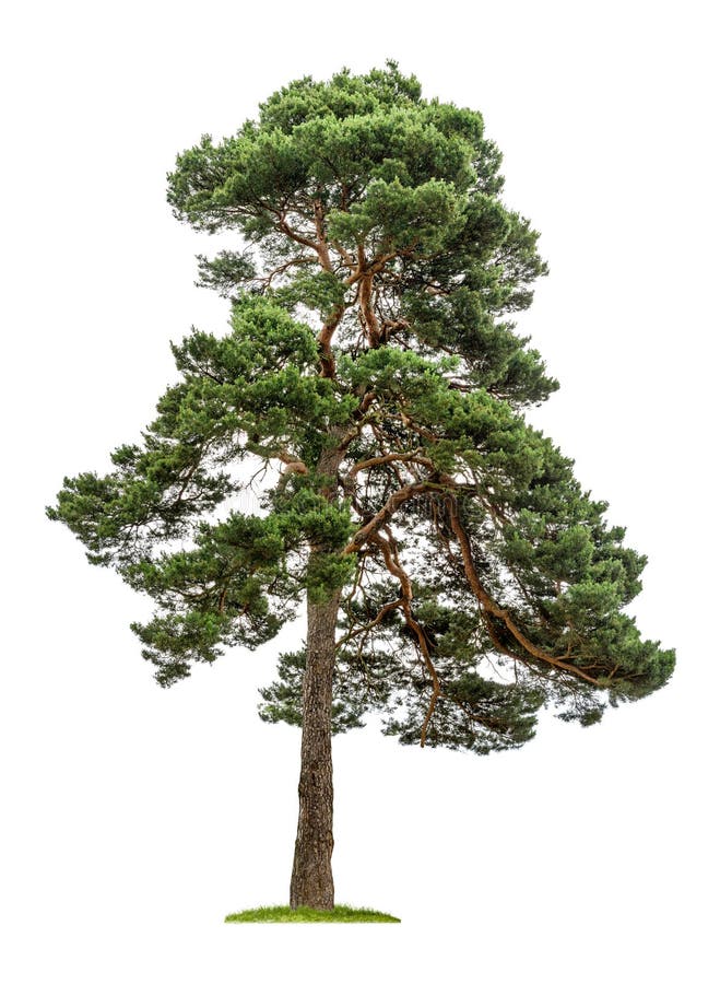 Big pine tree on a white background