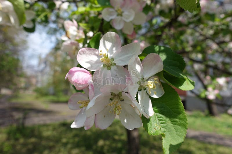 Big Pinkish White Flowers of Apple Tree in April Stock Image Image of