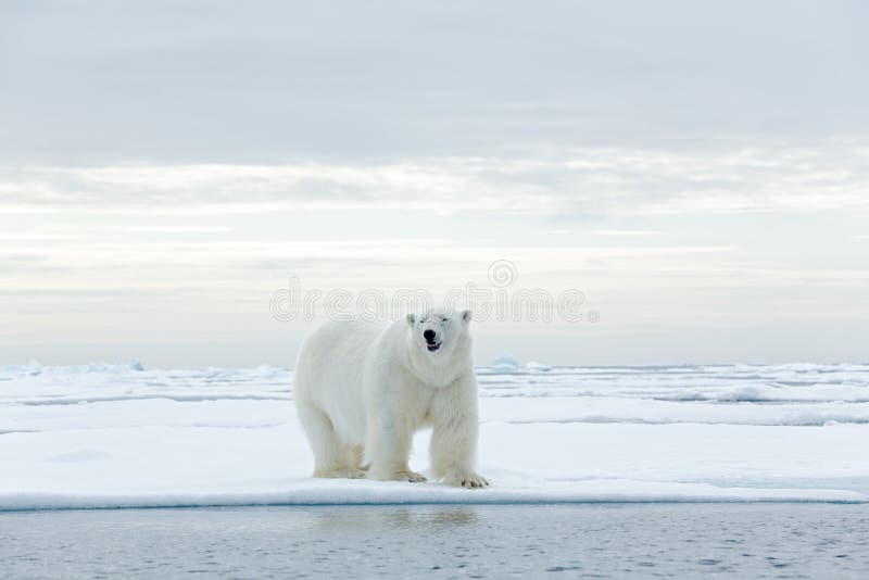 Big polar bear on drift ice edge with snow a water in Arctic Svalbard