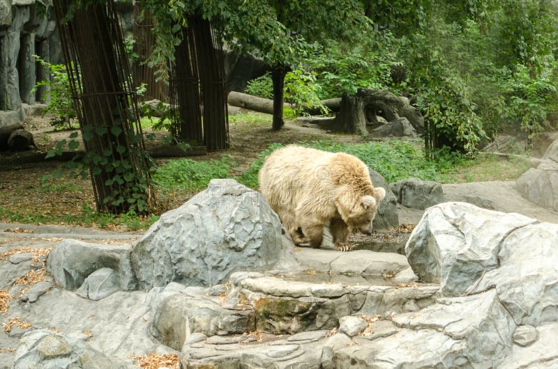 Big polar bear walking at the Zoo in Kiev stock images Big polar bear walking at the Zoo in Kiev stock images