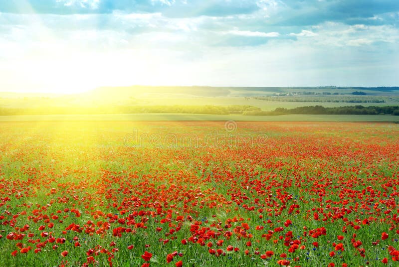 Big poppy meadow