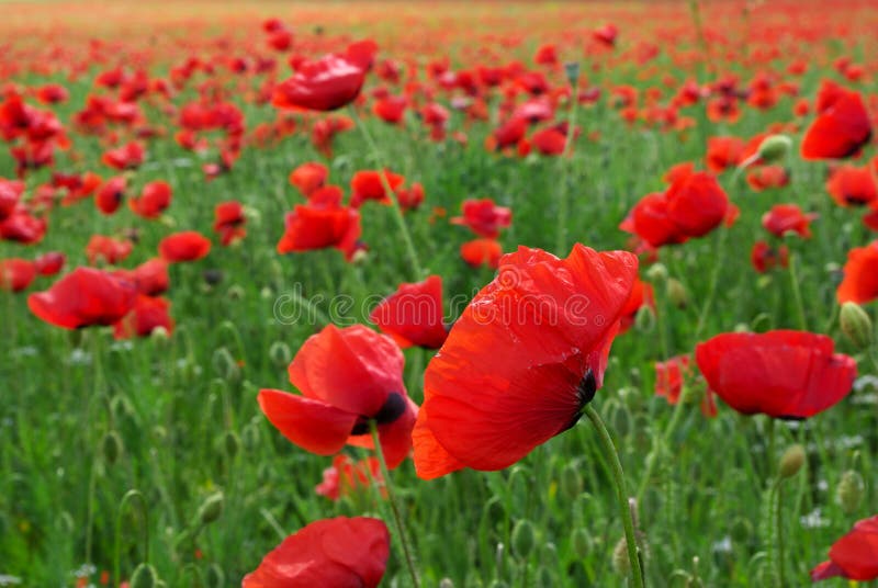 Big poppy meadow