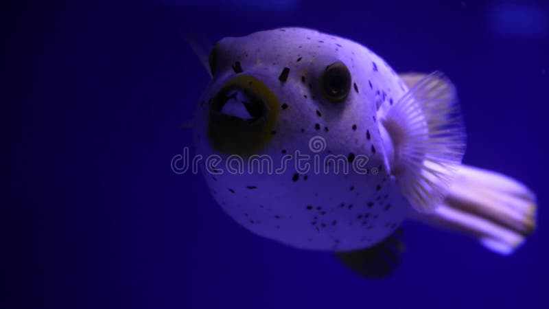 Big Porcupine Puffer Fish Swimming in Tropical Salt Water. Underwater World  with Cute Blowfish or Balloonfish Swim among Stock Video - Video of giant,  environment: 275546659