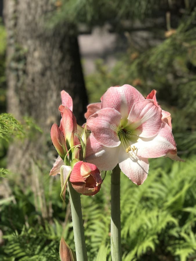 Big pretty Flower stock image. Image of colored, flower 96061529