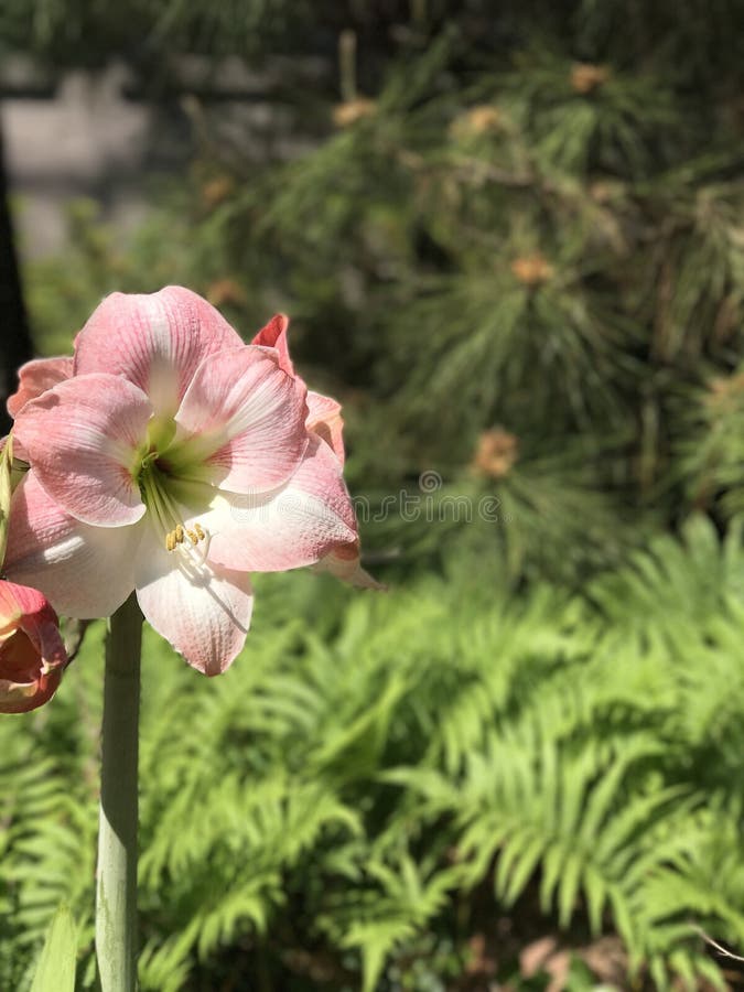 Big pretty Flower stock image. Image of flora, petal 96061623