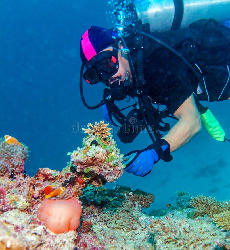 Big Purple Anemone and Scuba Diver stock image Big Purple Anemone and Scuba Diver stock image