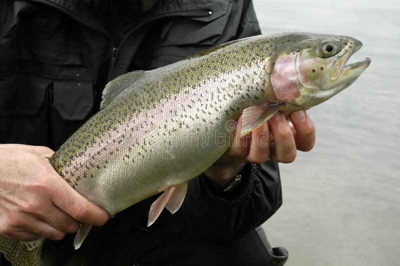 Big Rainbow trout