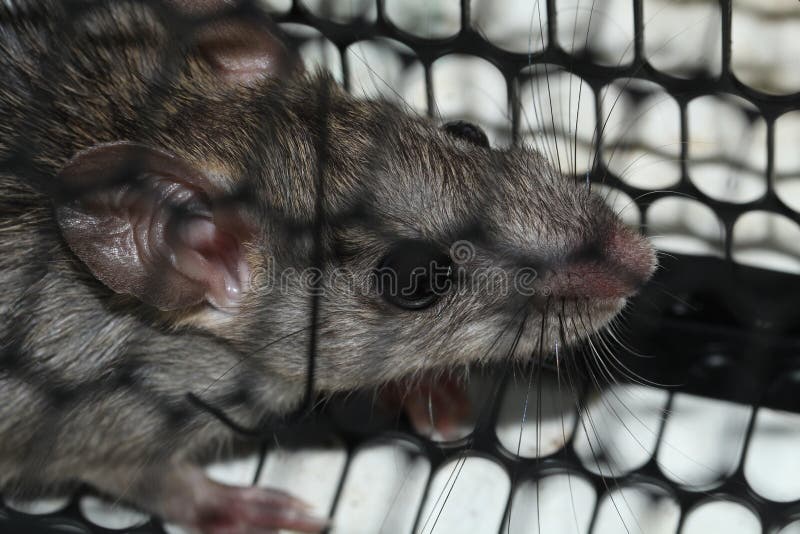 154 Dog Eating Rat Stock Photos Free & RoyaltyFree Stock Photos from