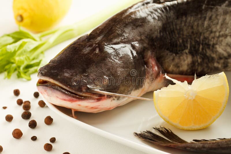 Close-up of a big raw catfish (silurus glanis)
