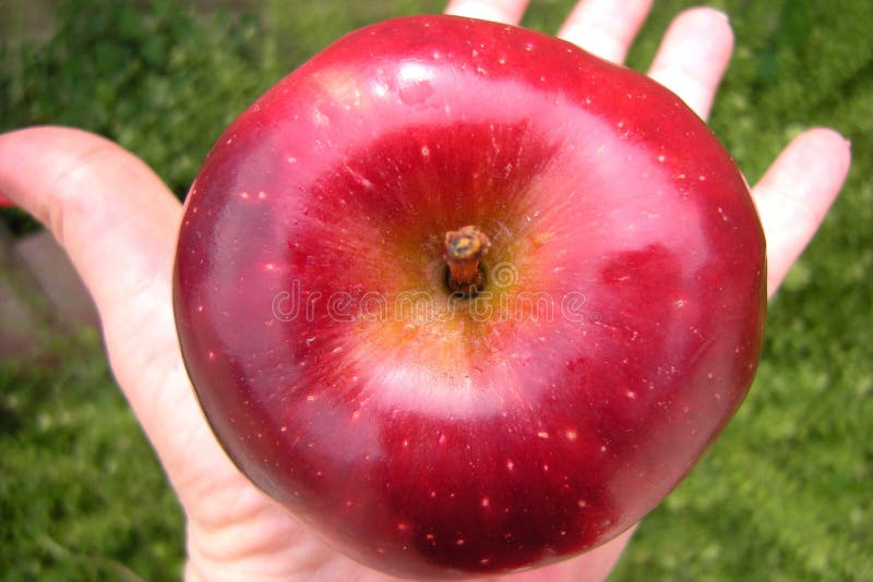 Big red apple on hand