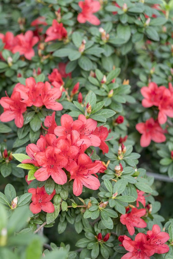 Big Red Azalea Bush in the Garden. Season of Flowering Azaleas. Stock ...