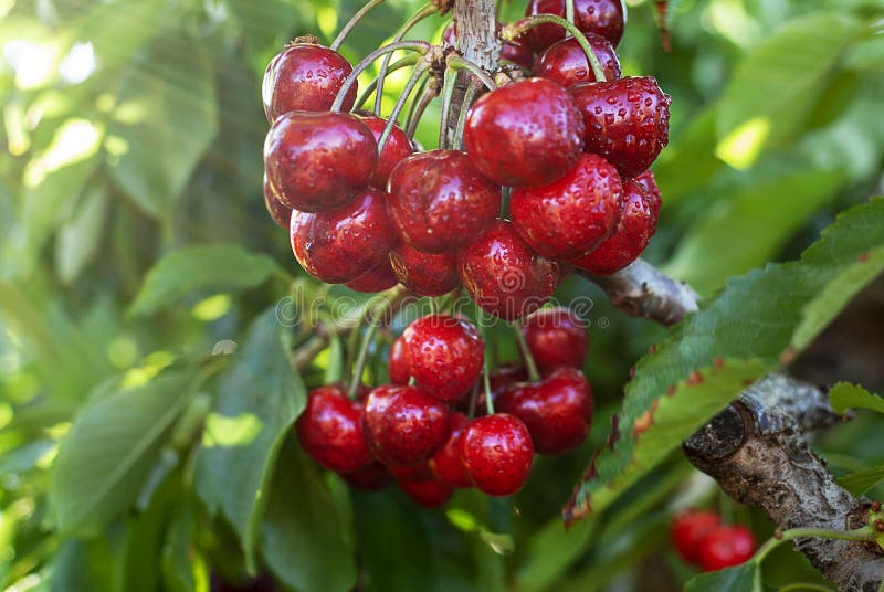 Big red cherries with leaves and stalks. Good harvest of juicy ripe cherries. Cluster of ripe cherries on cherry tree. Fresh and