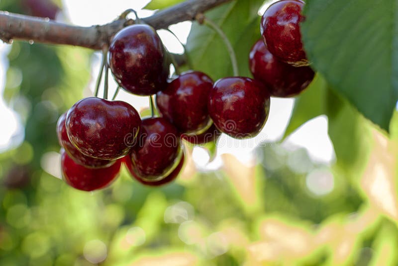 Big red cherries with leaves and stalks. Good harvest of juicy ripe cherries. Cluster of ripe cherries on cherry tree. Fresh and