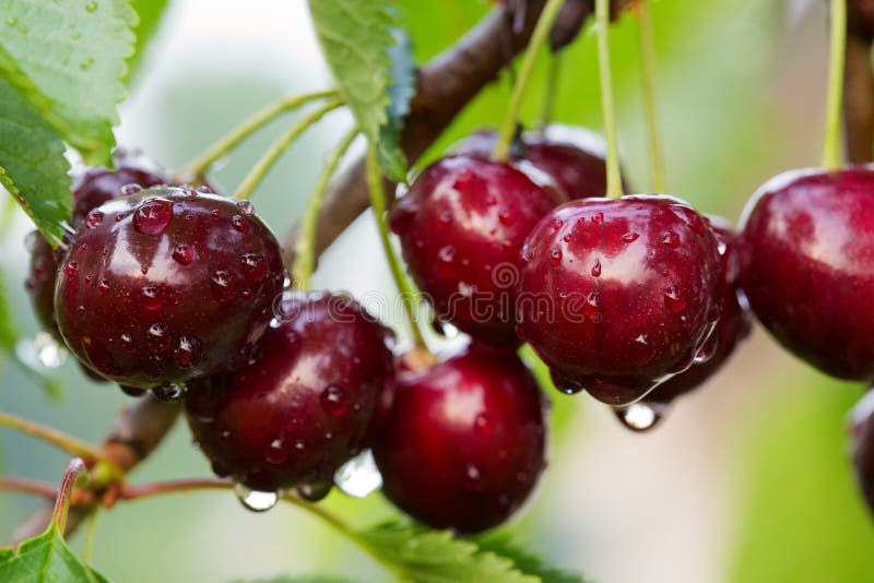 Big Red Cherries with Water Drops. Cherries Hanging on a Cherry Tree