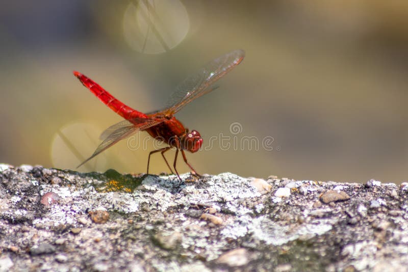 Big red dragonfly odonata warming up on a stone in the sun for the next hunt for insects has big filigree wings, a red body