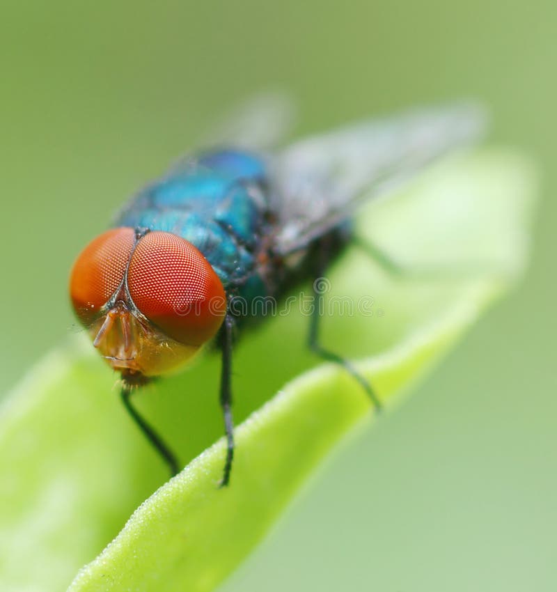 Very clear eyes off a fly. Very clear eyes off a fly