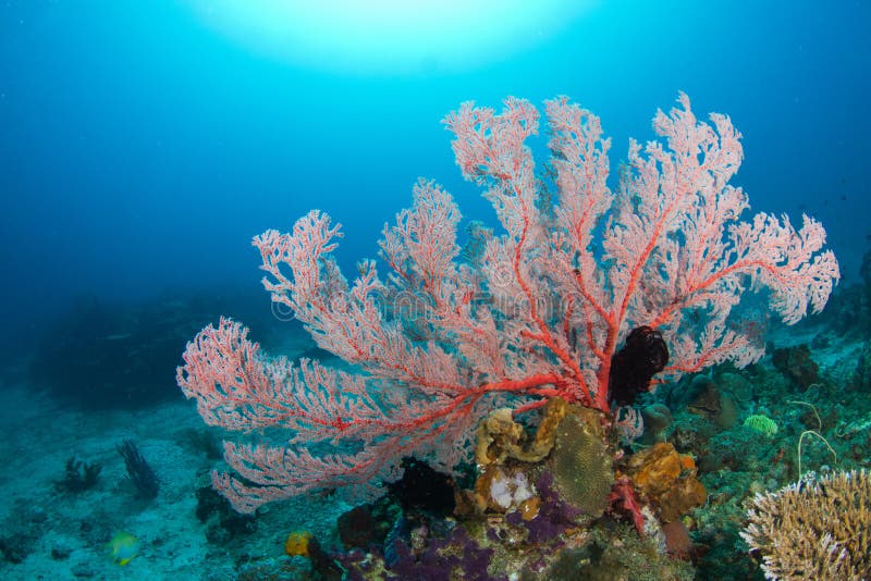 Big red fan coral stock photo