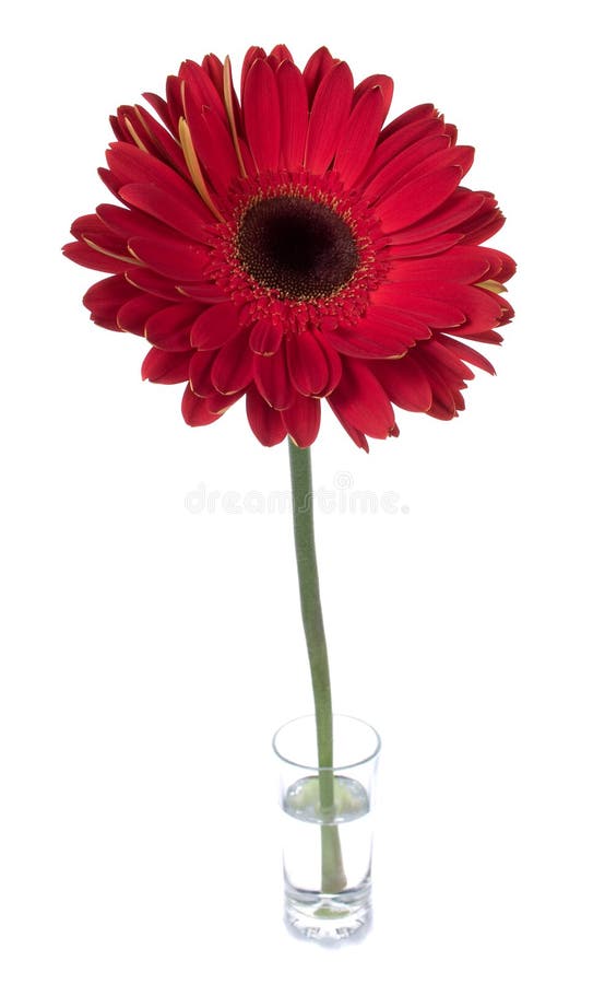 Big red gerbera in glass with water