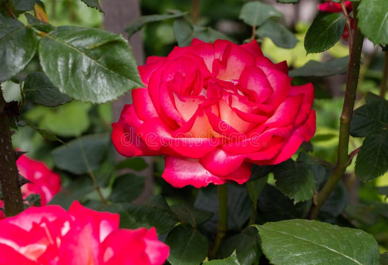 Big Red Rose Bud Bloomed from the Garden Stock Image - Image of green ...