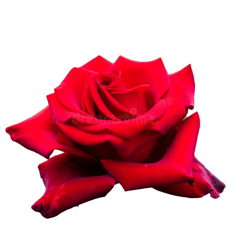 Big red rose isolated on white