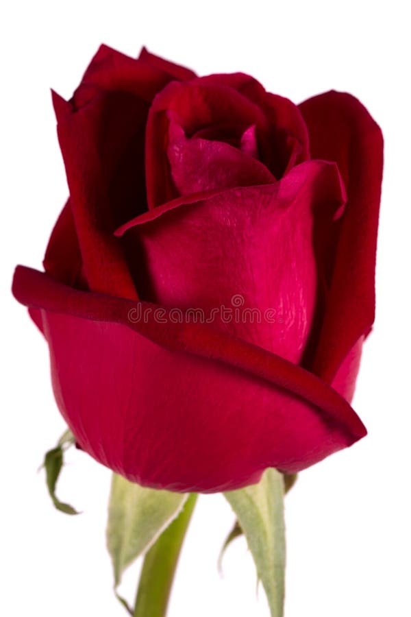 Big Red Silk Rose Isolated on White Stock Image Image of color