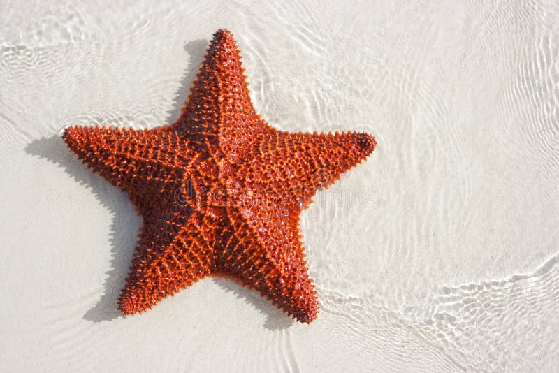 Big red starfish