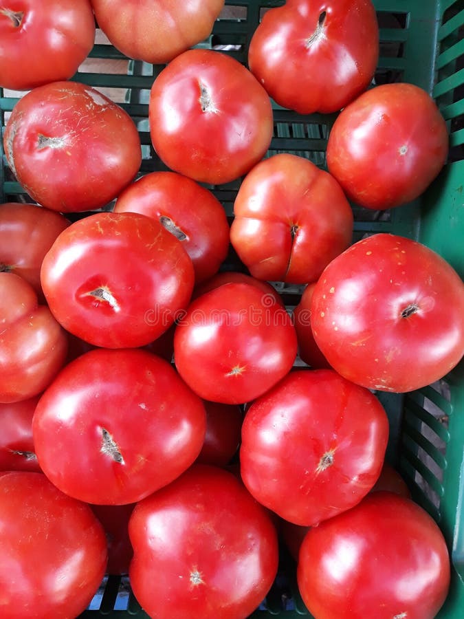 Big red tomatoes stock image. Image of tomatoes, glossy 129080979