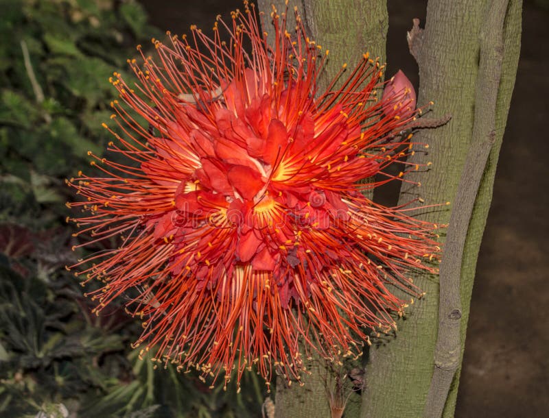 Big Red Tropical Flower on the Tree Stock Image Image of fresh, tree