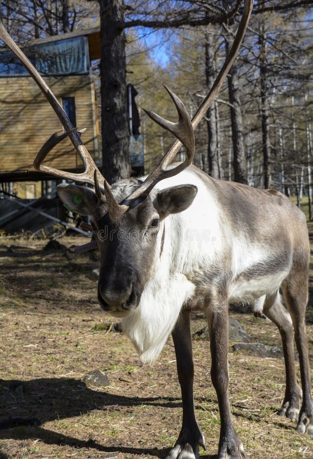 Big Reindeer stock photo. Image of buck, horn, reindeerarxan 257514848