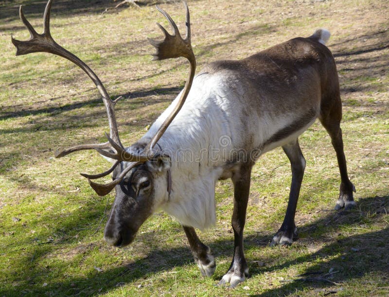 Big Reindeer stock photo. Image of ears, dear, reindeerarxan 257515776