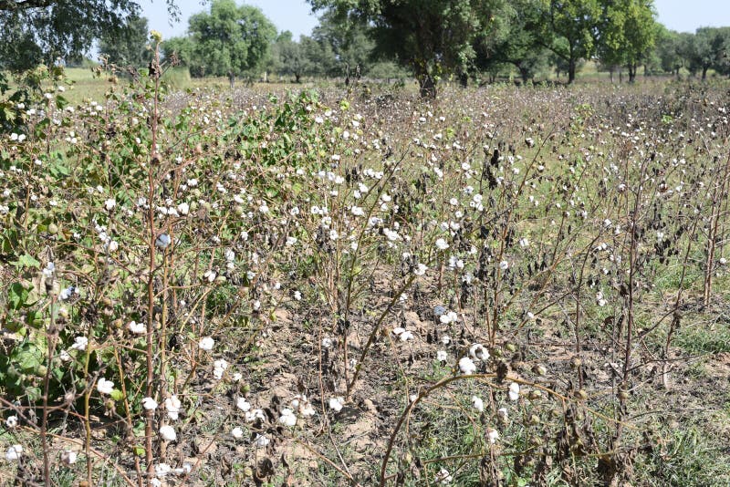 Big Ripe Cotton Balls Field Stock Photo Image of organic, softness