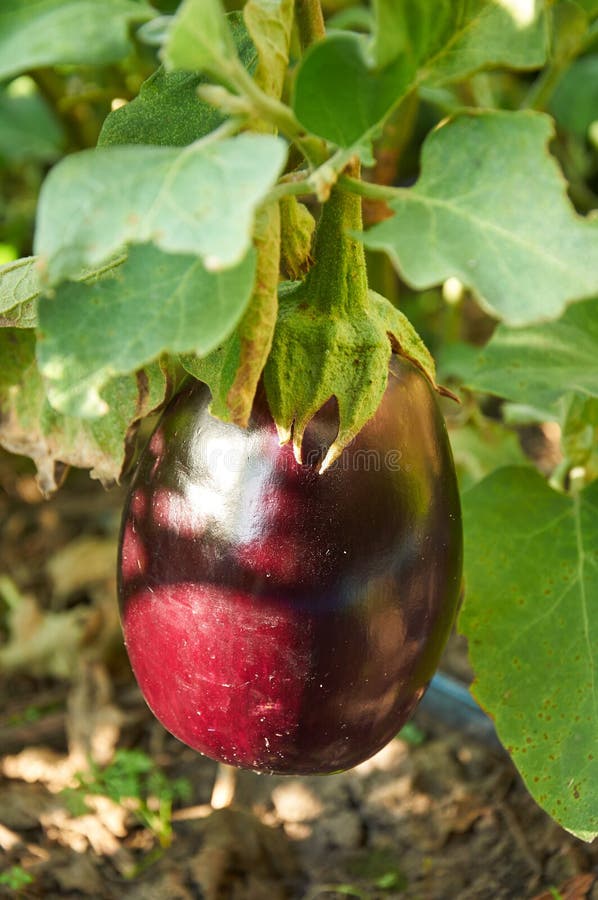 Big ripe eggplant stock photo. Image of closeup, food 60734056