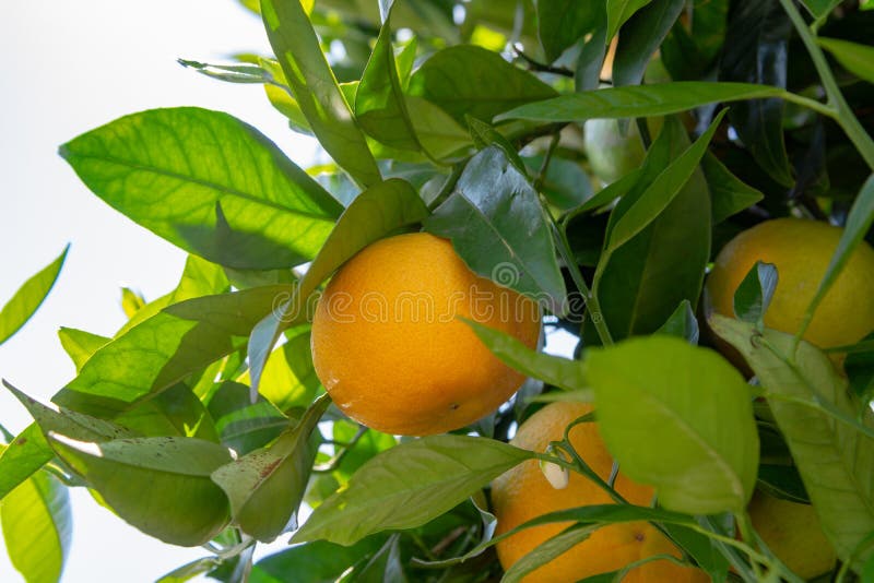 Big Ripening Orange Citrus Fruit on Orange Tree in Orchard Stock Photo