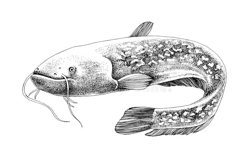 Big River Catfish. Fresh Water Fish Stock Illustration - Illustration ...