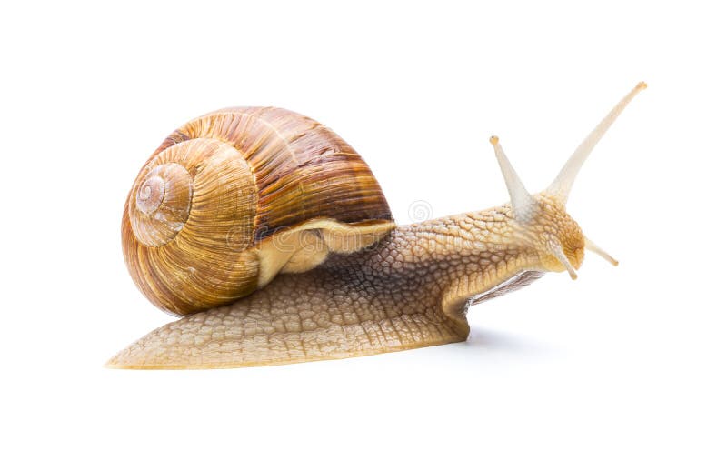 A big roman snail isolated on white background. Taken in Studio with a 5D mark III. A big roman snail isolated on white background. Taken in Studio with a 5D mark III