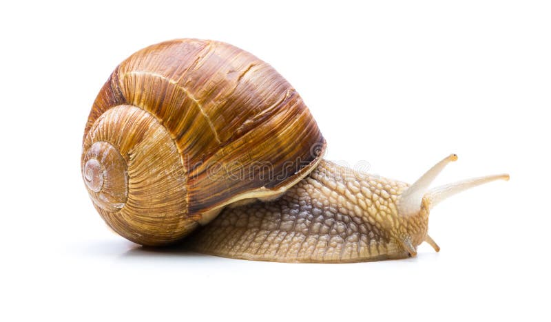 A big roman snail is scared isolated on white background. Taken in Studio with a 5D mark III. A big roman snail is scared isolated on white background. Taken in Studio with a 5D mark III