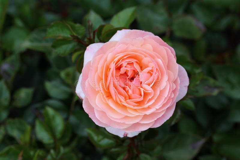 Big Romantic Light Pink Garden Rose in a Closeup Image Stock Photo ...