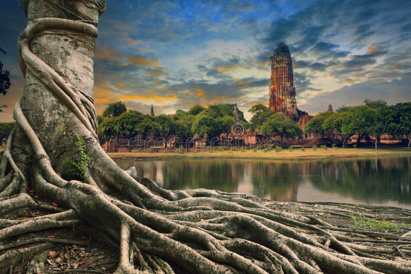 Big root of banyan tree land scape of ancient and old pagoda in history temple of Ayuthaya world heritage sites of unesco central of thailand important destination of tourist