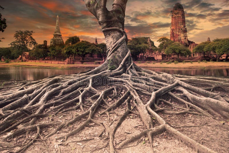 Big root of banyan tree land scape of ancient and old pagoda in history temple of Ayuthaya world heritage sites of unesco central of thailand important destination of tourist