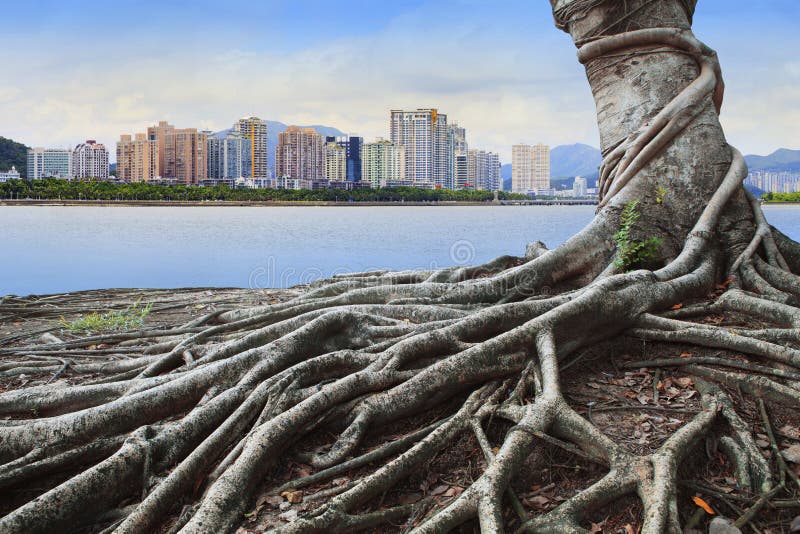 Big root tree infront of city building concept forest and urban grow up together