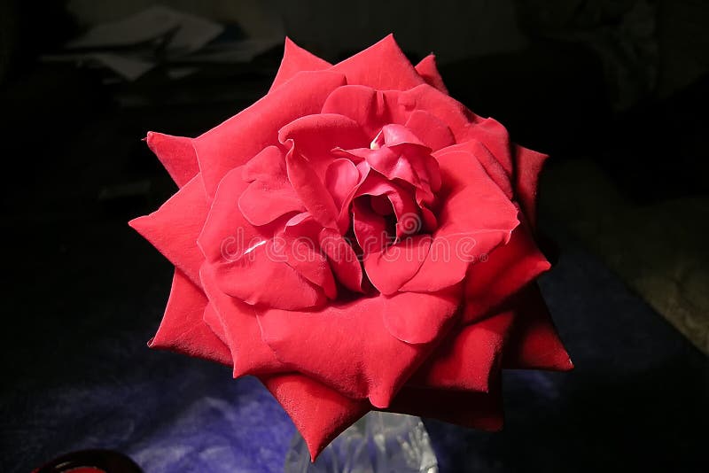 Big rose on dark background