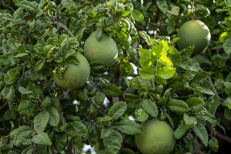 Big Round Pomelo Citrus Fruits Hanging on Trees on Pomelo Plantations