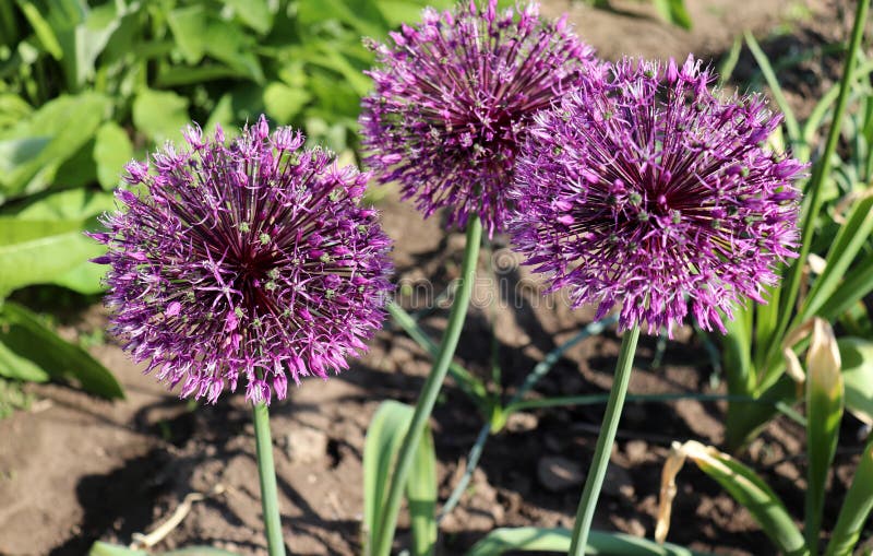 Big and Round Purple Flowers Early Emperor Ornamental Onion Flowers ...